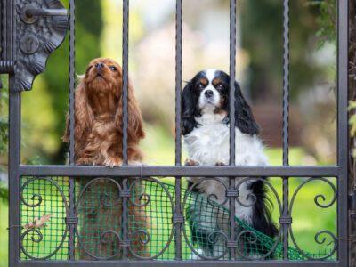 aboiemant chien