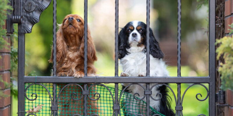 aboiemant chien