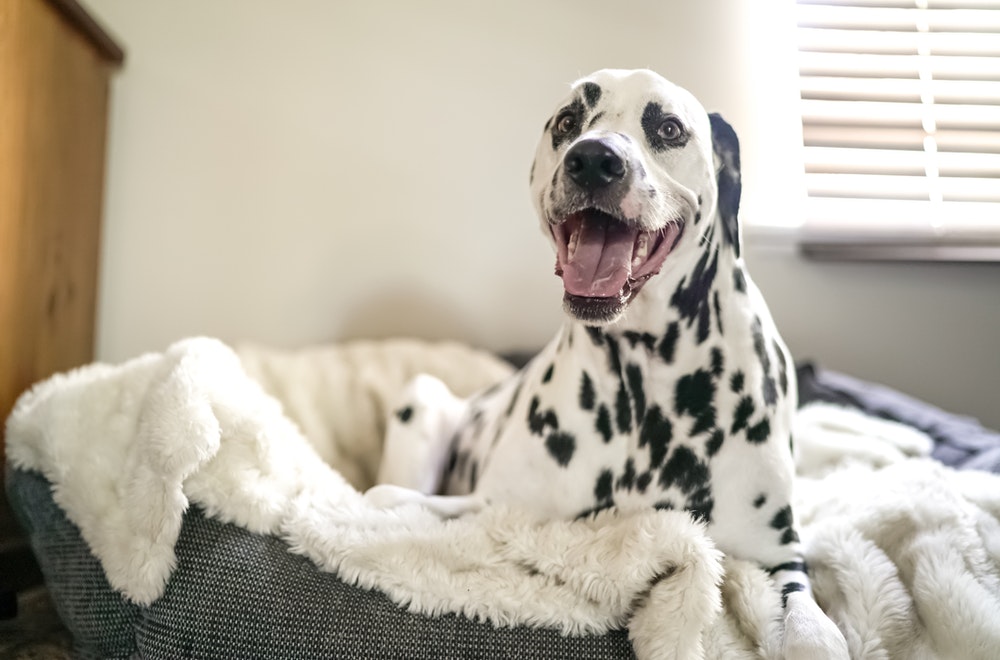 caméra chien